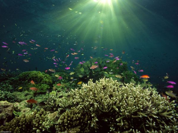 Красота подводного мира