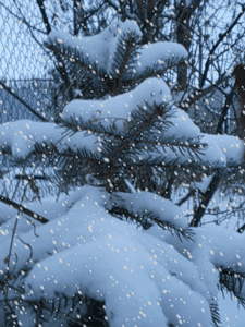 0_bb04_db231569_M.gif