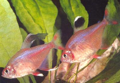Hyphessobrycon ornatus.jpg