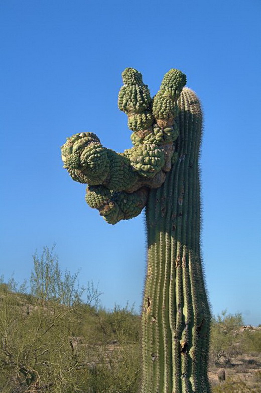 Сагуаро – гигантские кактусы