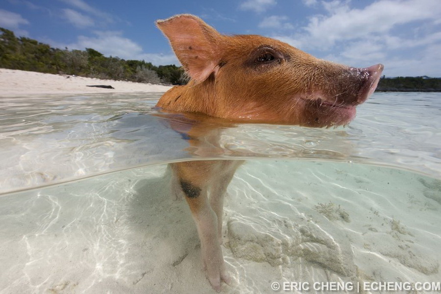 Свинья кайфует. Пиг-Бич Багамские острова. Остров Пиг Бич Багамы. Водоплавающие свиньи Багамы. Морские свинки Багамы.
