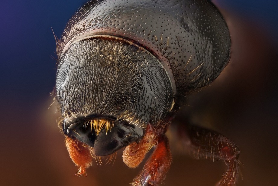 Насекомые крупным планом