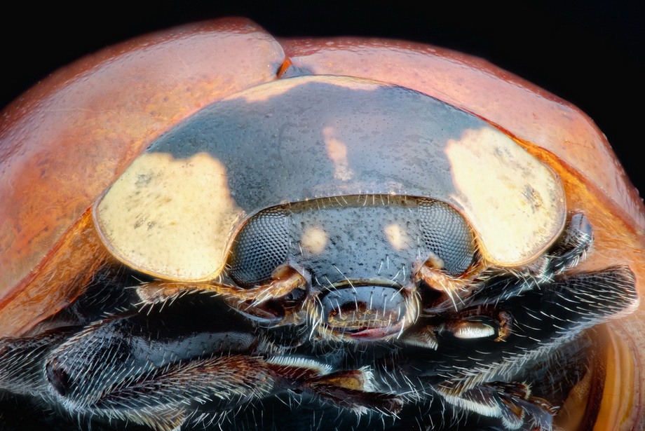 Насекомые крупным планом