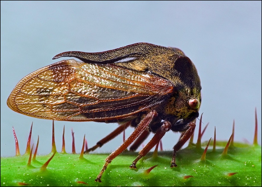 Насекомые крупным планом