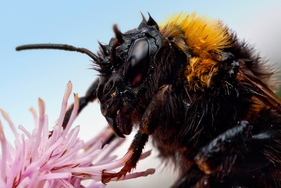 Насекомые крупным планом