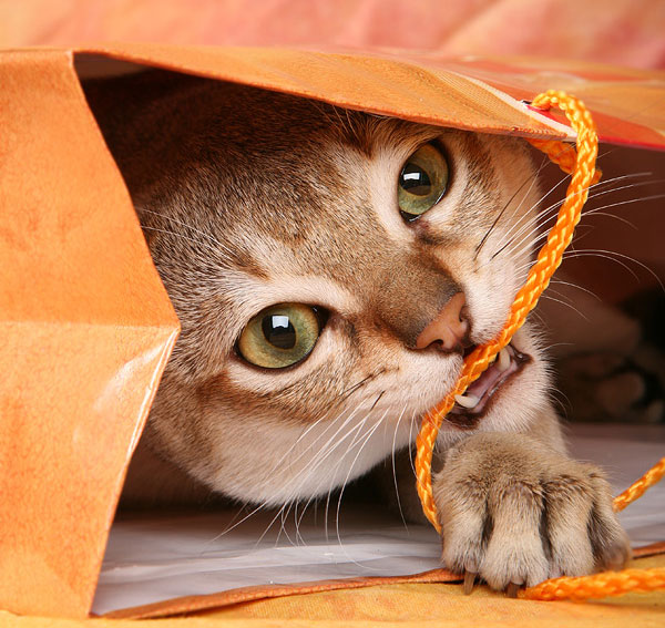 Кошки в упаковке )
