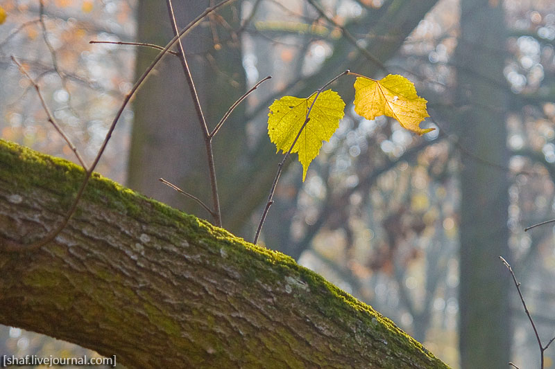 Лучезарная осень в Конопиште