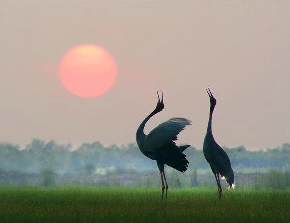 Красивые фото животных 26