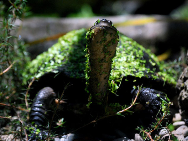 Фотографии от National Geographic