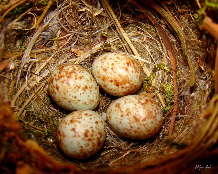 Пестрые яйца. Гнездо лесного конька. Лесной конёк гнездование. Яйца лесных птиц. Птичьи яйца.