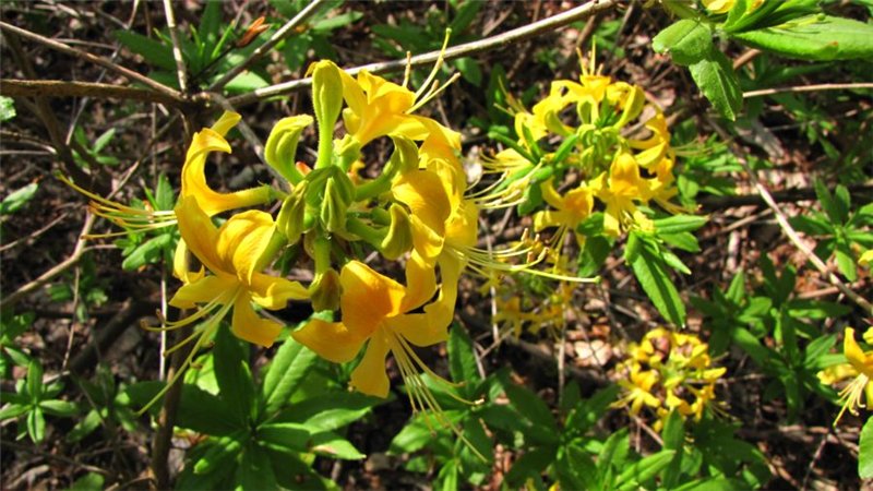 Горные цветы