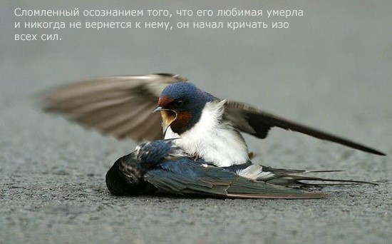 Птицы тоже умеют любить