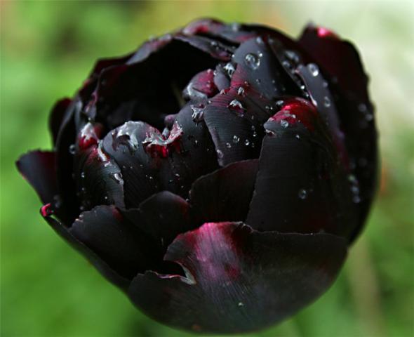 История чёрного тюльпана