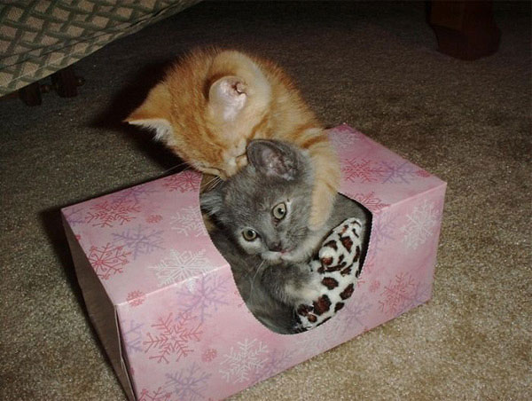 Кошки в упаковке )