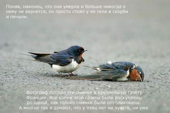 Птицы тоже умеют любить