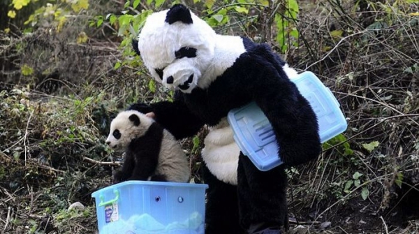 Китайские учёные  и панды
