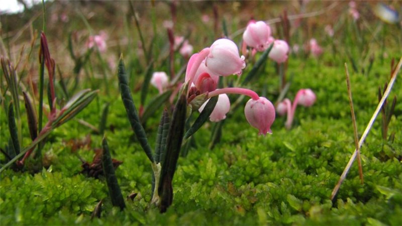 Горные цветы