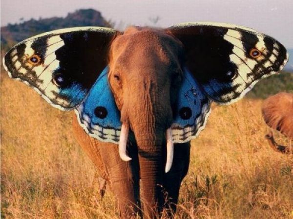 Слон-бабочка )))