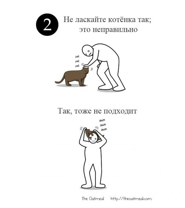 Как ласкать котенка