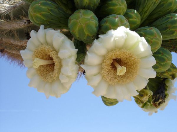 Сагуаро – гигантские кактусы