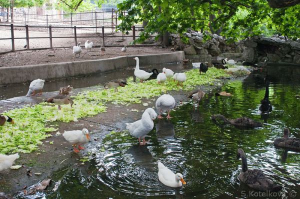 Зоопарк в Белграде