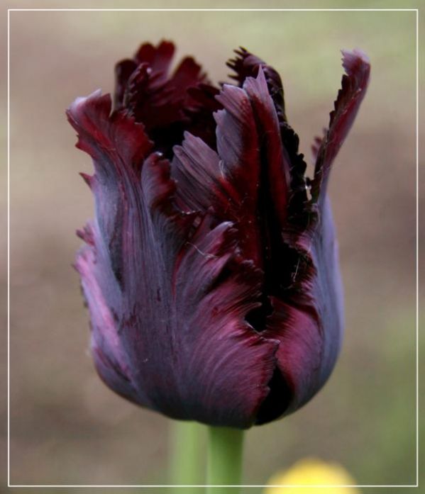 История чёрного тюльпана