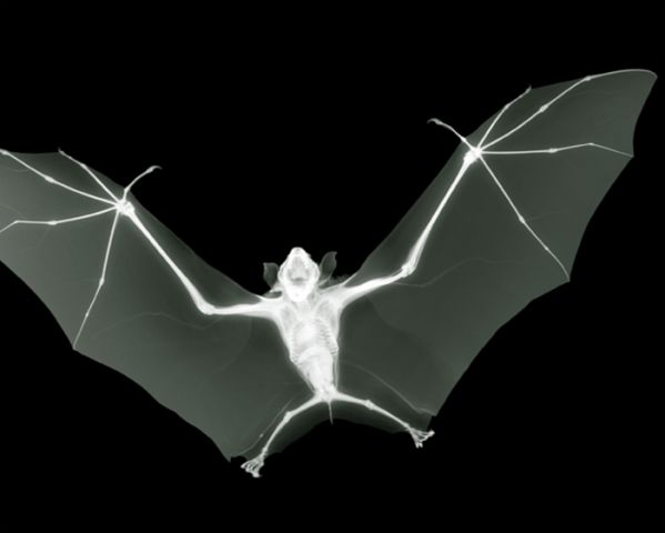 Nick Veasey