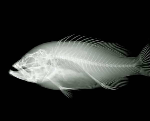 Nick Veasey