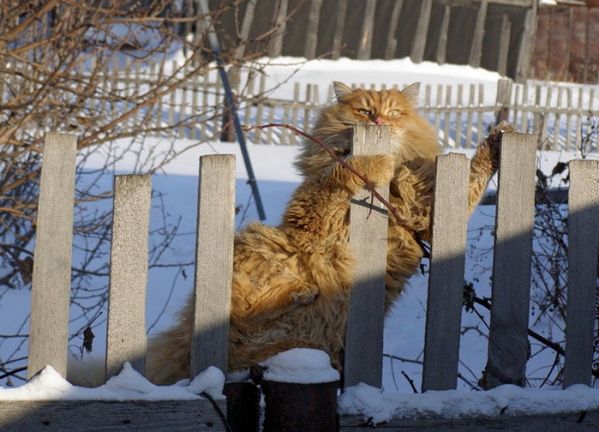 Кошки.Заборные творения:)