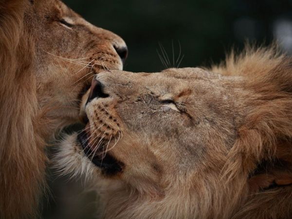 Фотографии от National Geographic