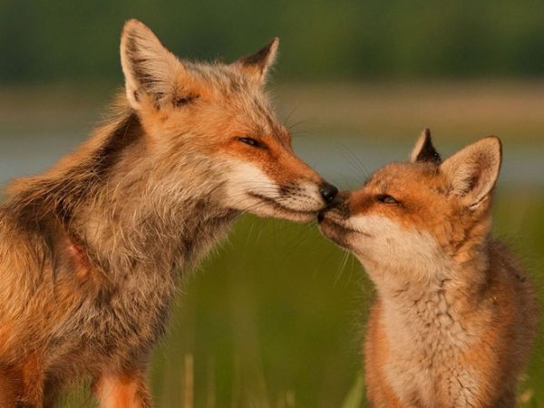 Фотографии от National Geographic