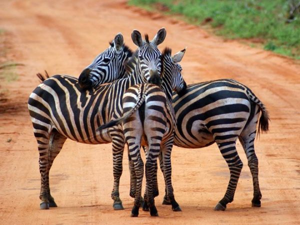 Фотографии от National Geographic